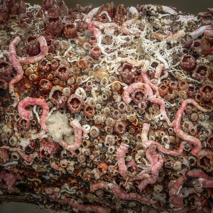 CARACOLILLOS